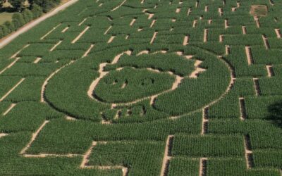The Little Prince Returns to the Corn Maze in Combourg! 🌽